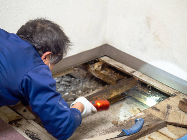 Best Local Mold Removal Service  in St Augustine Beach, FL