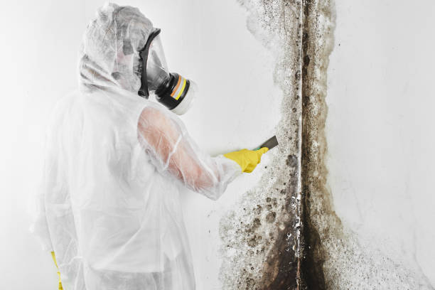 Best Emergency Mold Removal  in St Augustine Beach, FL