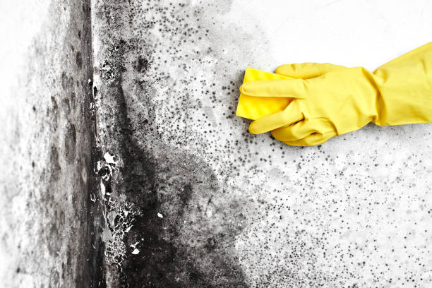 Best Black Mold Removal  in St Augustine Beach, FL