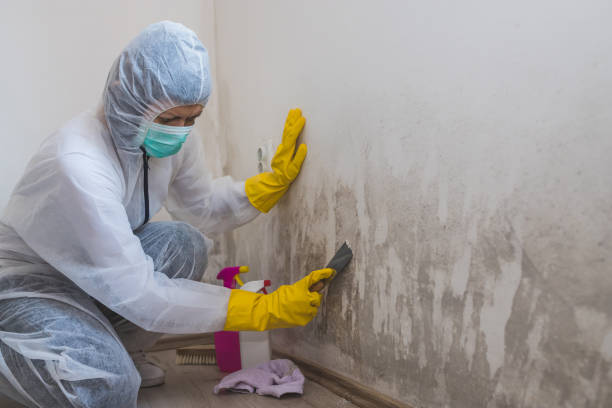 Best Attic Mold Removal  in St Augustine Beach, FL