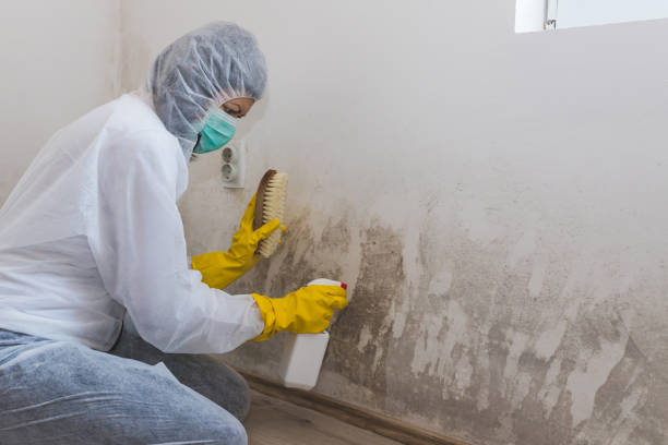 Best Crawl Space Mold Removal  in St Augustine Beach, FL