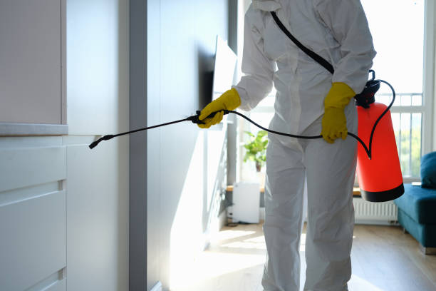 Mold Removal Process in St Augustine Beach, FL