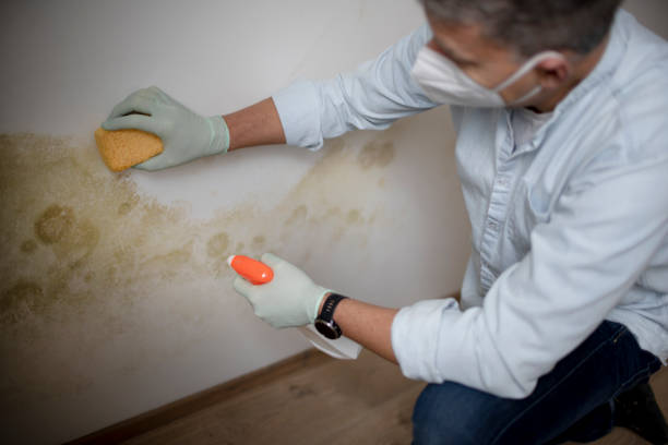 Professional Mold Removal in St Augustine Beach, FL