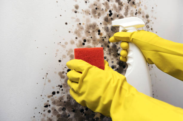 Office Mold Removal Services in St Augustine Beach, FL