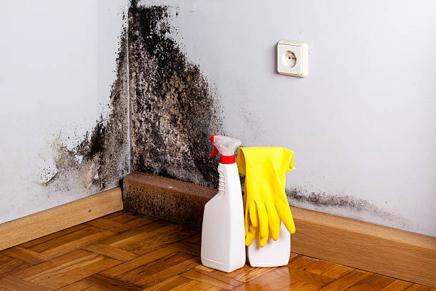 Best Office Mold Removal Services  in St Augustine Beach, FL